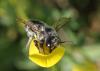 Megachile willughbiella